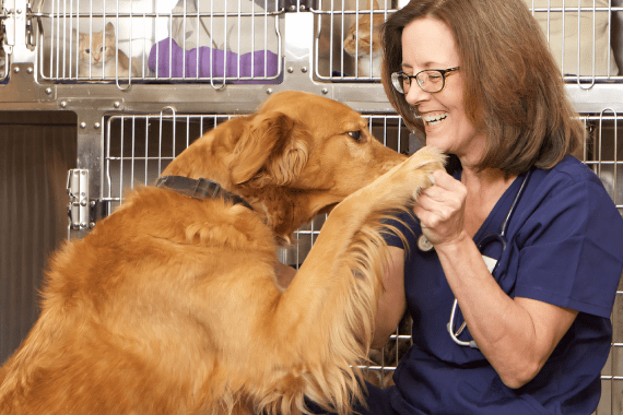 Schultheis Dog Boarding 