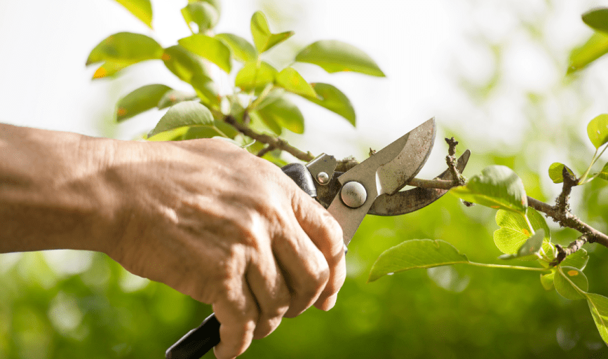 Tree Trimming