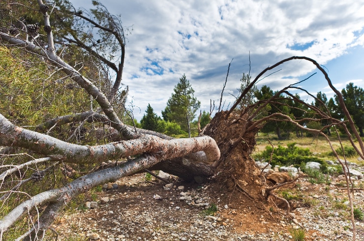 APEX Professional Tree Service