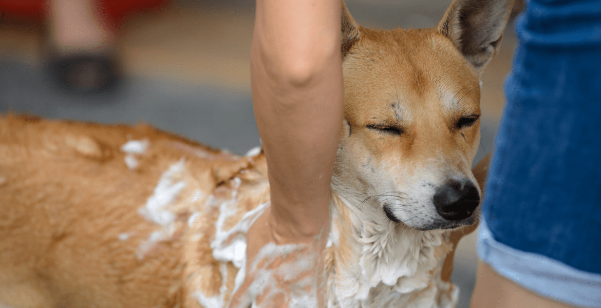 Patas Dog & Cat Spa Salon