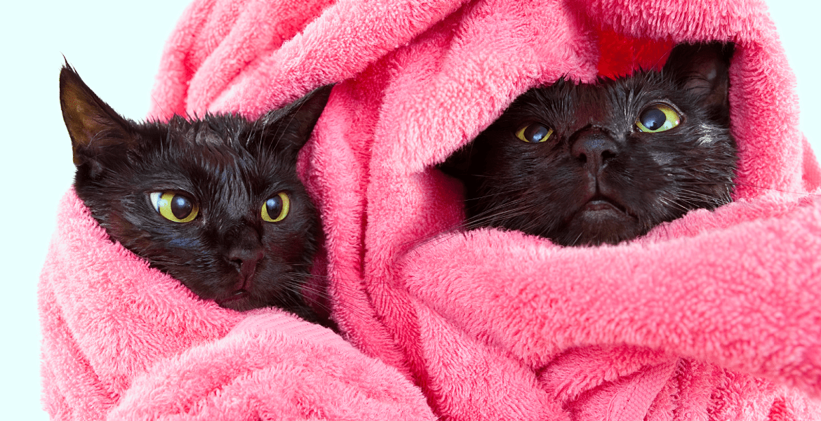 Patas Dog & Cat Spa Salon