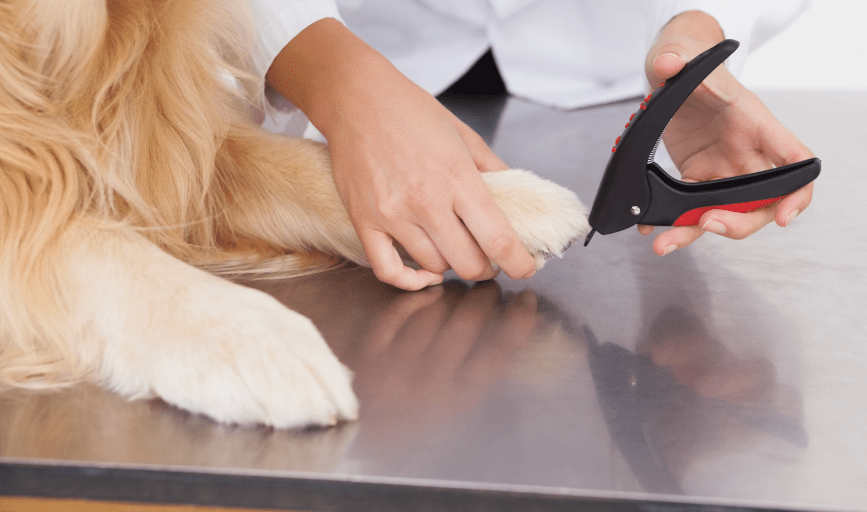Pet Nail Trimming