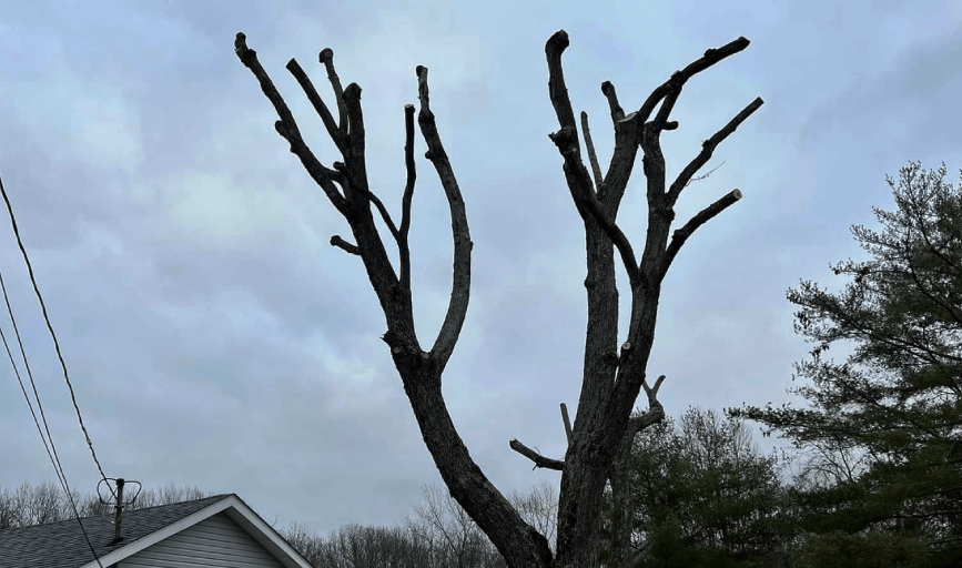 Cut Above Lawn & Tree