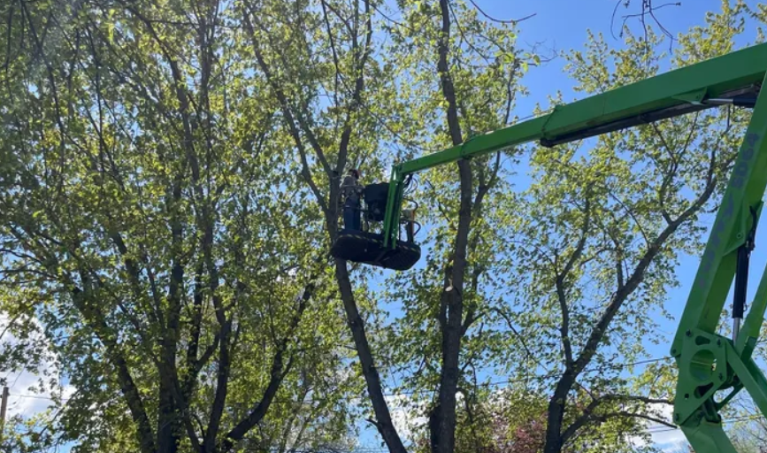 Tree Trimming