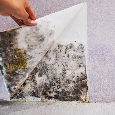 Mold Inspections