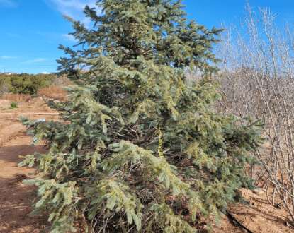 TREE PLANTING SERVICES