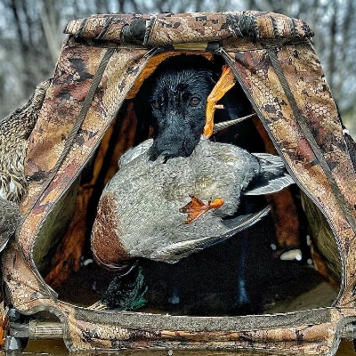 Hunting Dog Training