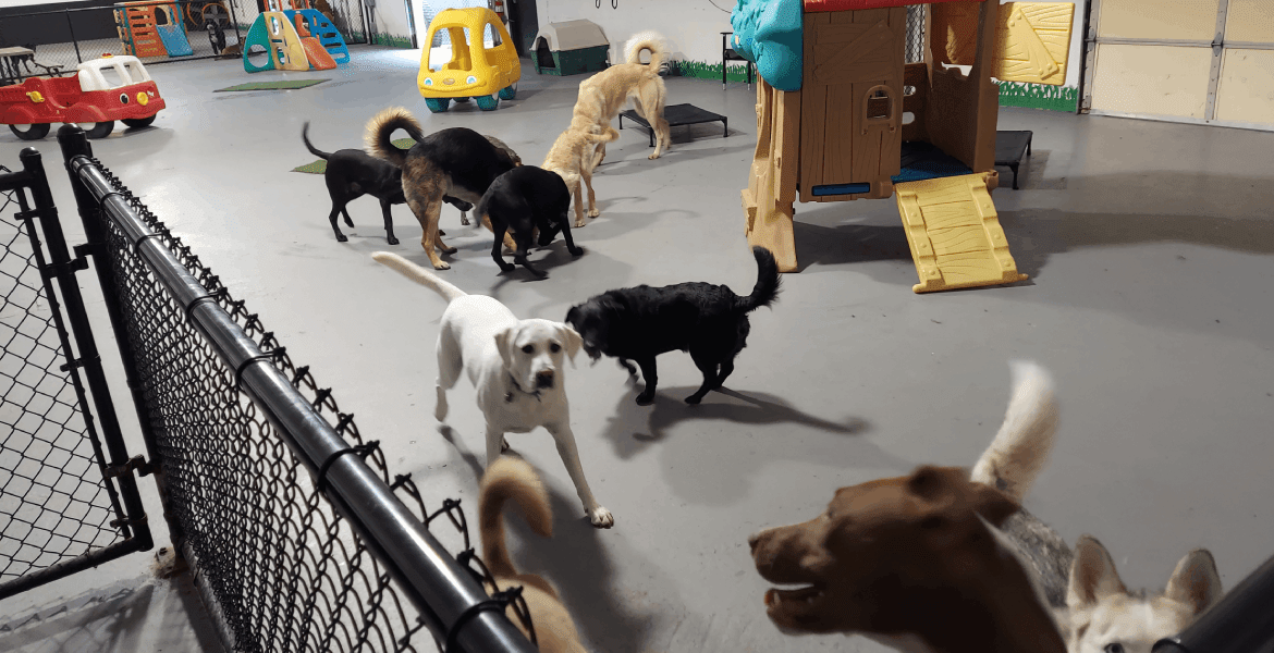 Must Love Paws - Lebanon