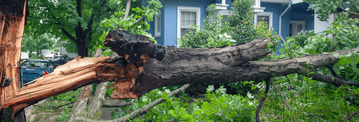 Everwood Environmental