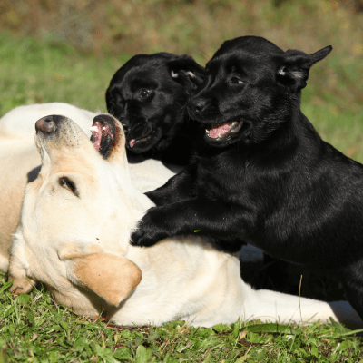 Labrador Puppies for Sale