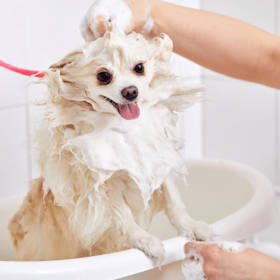 Full Service Grooming