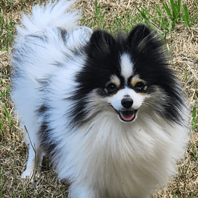 Pomeranian Dog