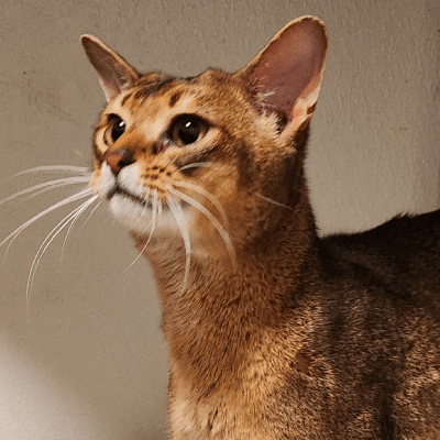 Abyssinian Cat