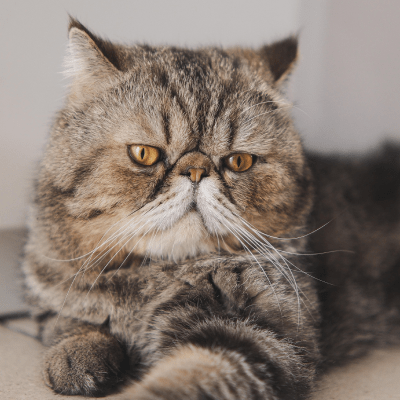 Exotic Shorthair Cat