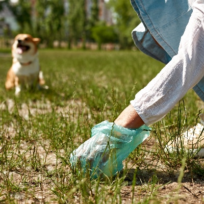 Pet Waste Cleanup