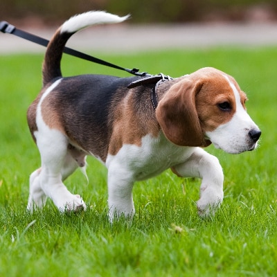 Puppy Walking