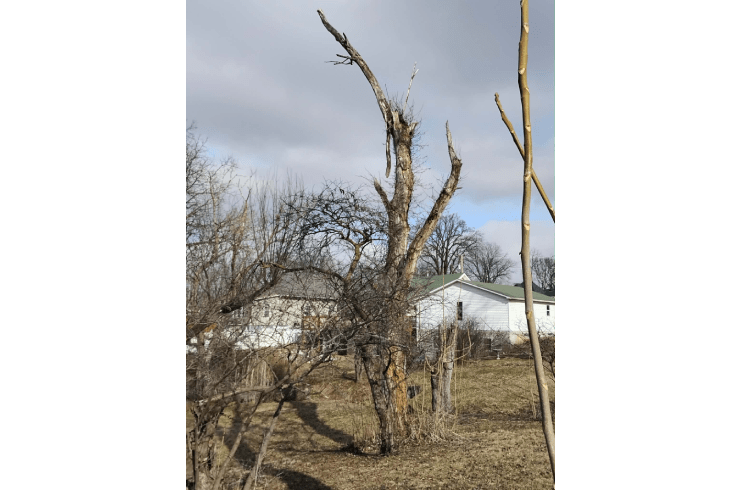 Shade Takers Tree Service 