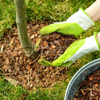Mulching Service