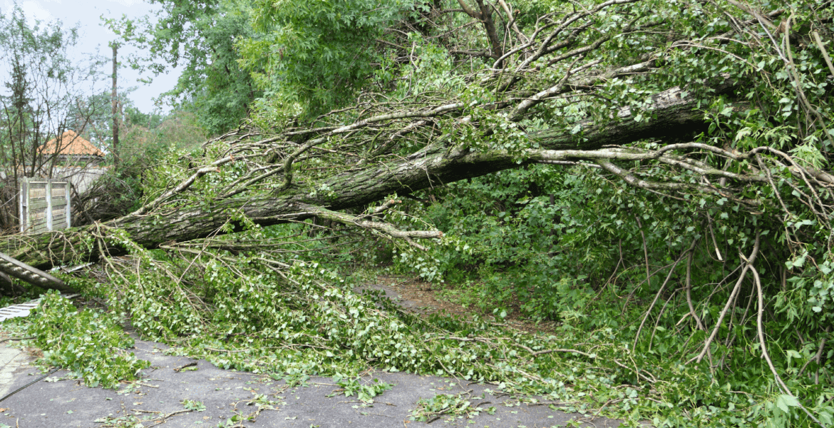 Cooper's Tree Service