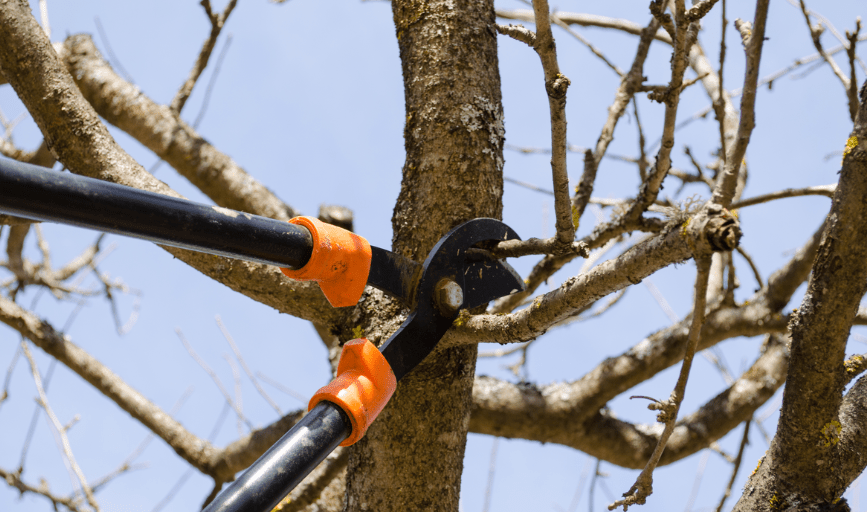 Tree Trimming