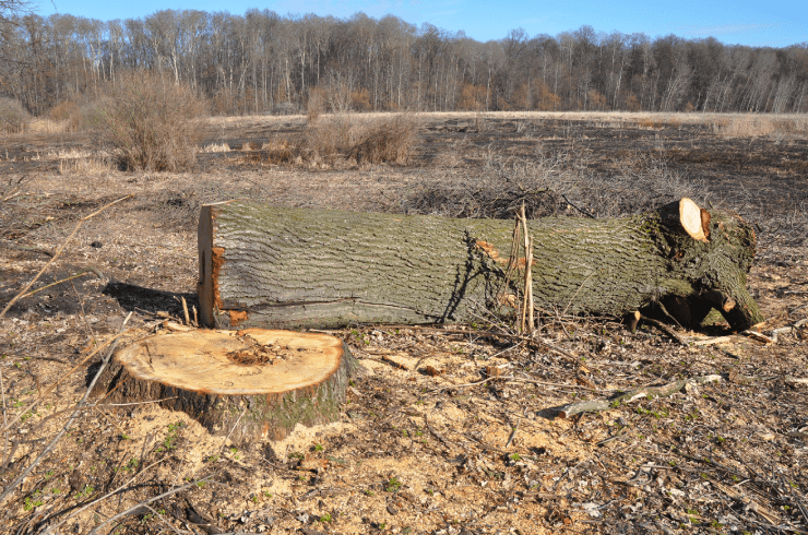 Brothaz Land Clearing & More