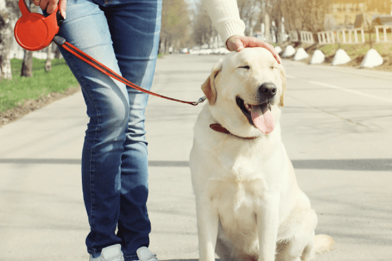 Schultheis Dog Boarding 