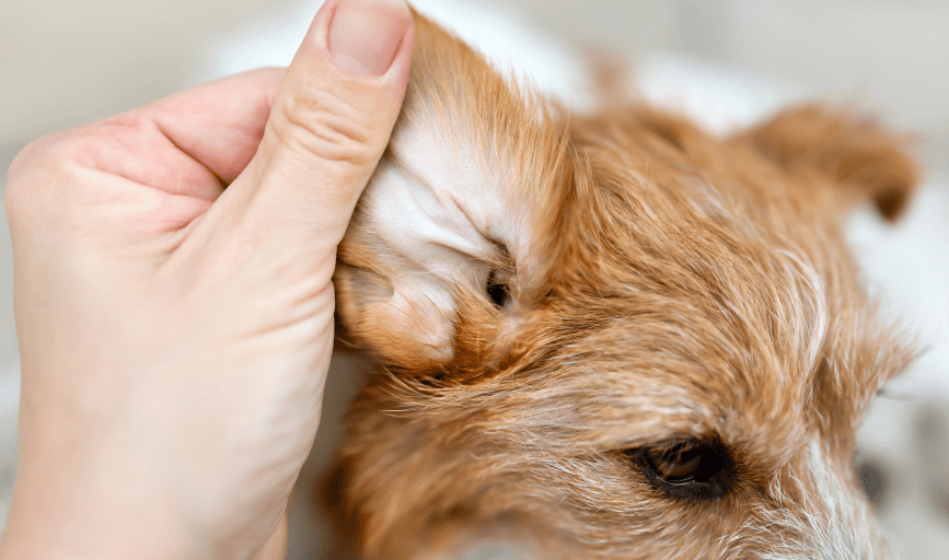 Dog Ear Cleaning