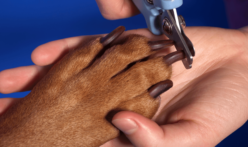 Dog Nail Trimming