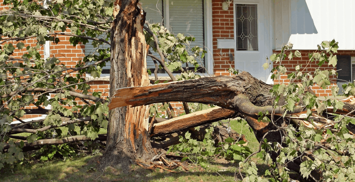 Dukes Family Forestry