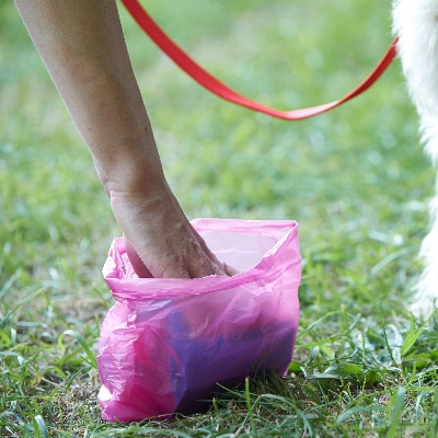 Pet Waste Removal