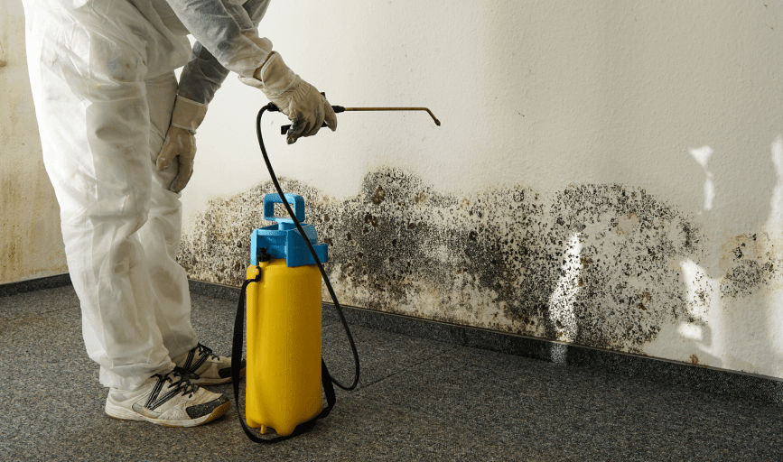 MOLD REMOVAL