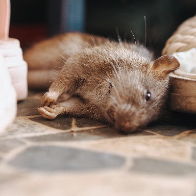 Rodent Control Treatment