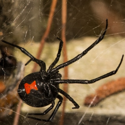 Spider Control Treatment