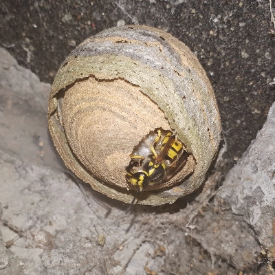 Wasp Nest Removal