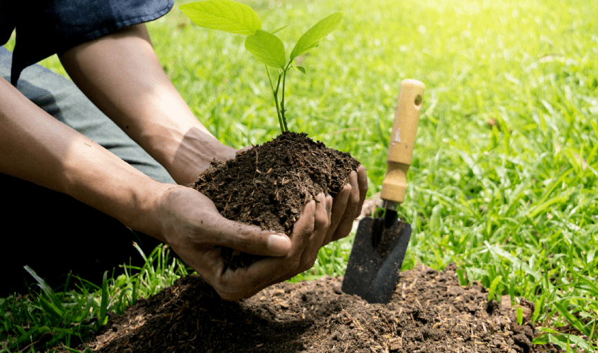 Tree Planting