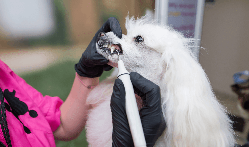 Dog Dental Hygiene