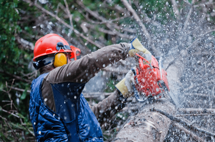 The Newman Group Tree Removal