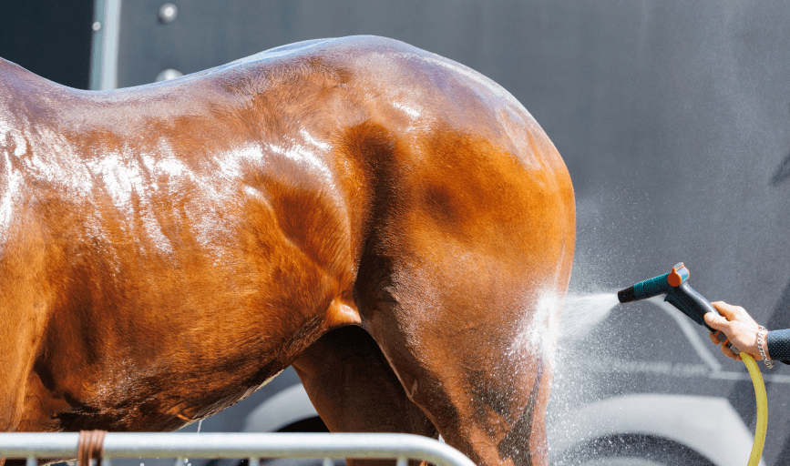 Horse Bathing
