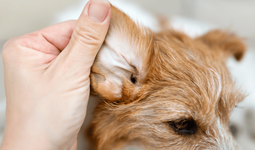 Karens Grooming Room