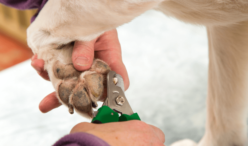 Karens Grooming Room