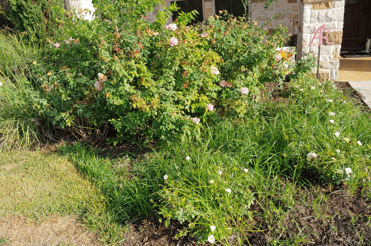 A-1 Trees and Land Services