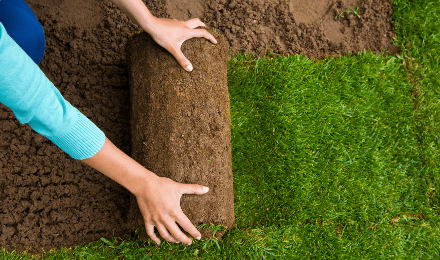 Sod Installation
