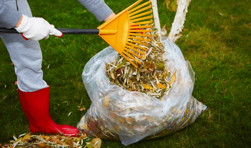 Yard Cleanup