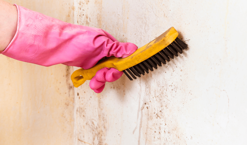 Mold Removal