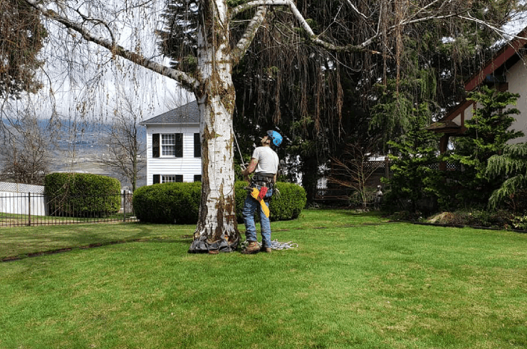 D&R Tree Service