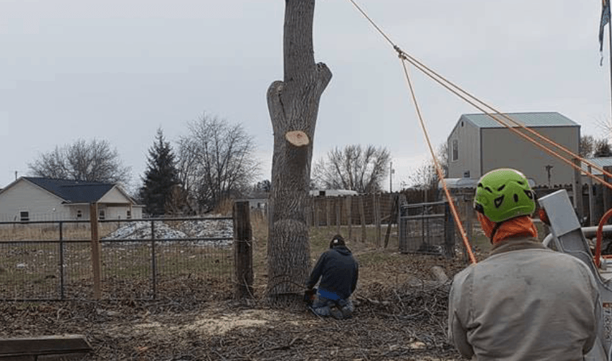 TREE REMOVAL