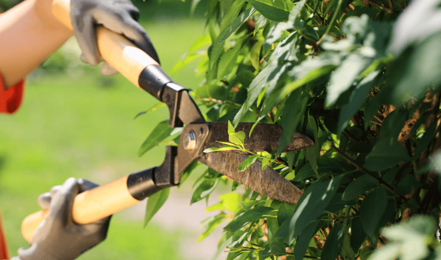 Hedge Trimming
