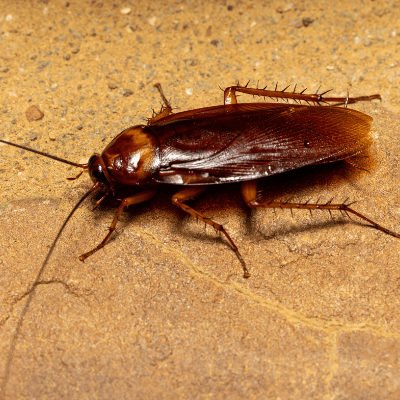 Cockroach Control