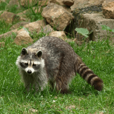 Raccoon Removal