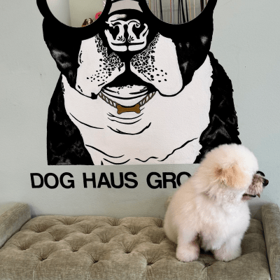 Flea Treatment Grooming